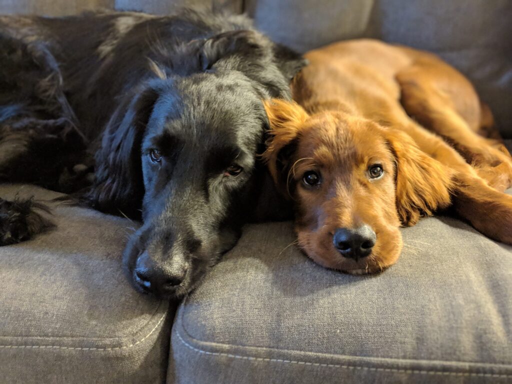 Flat-Coated Retriever and Irish Setter puppy