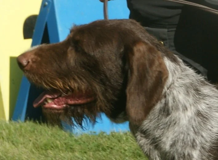 German Wirehaired Pointer