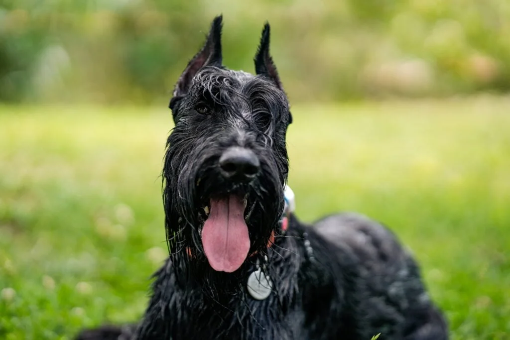 Giant Schnauzer