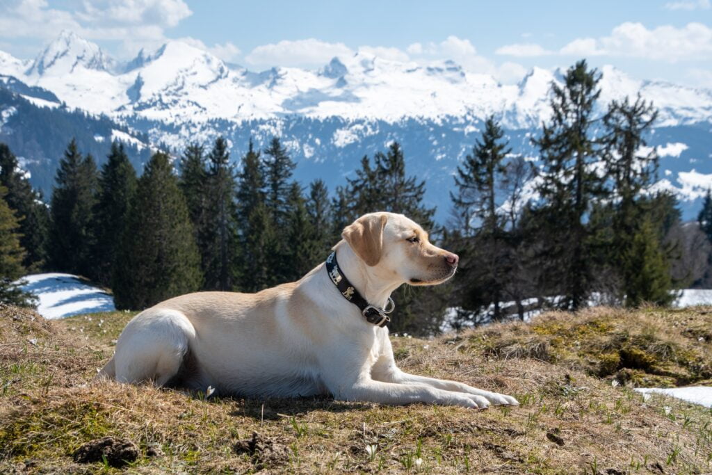 Labrador Retriever