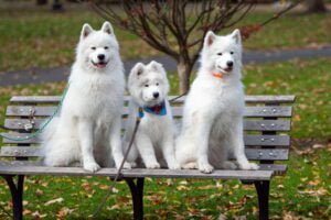 Samoyed puppy and parents