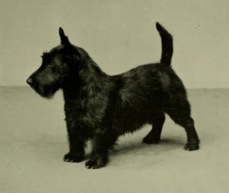 Scottish Terrier