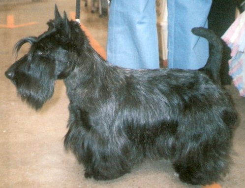 Scottish Terrier