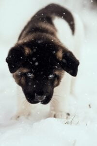 Akita puppy in snow