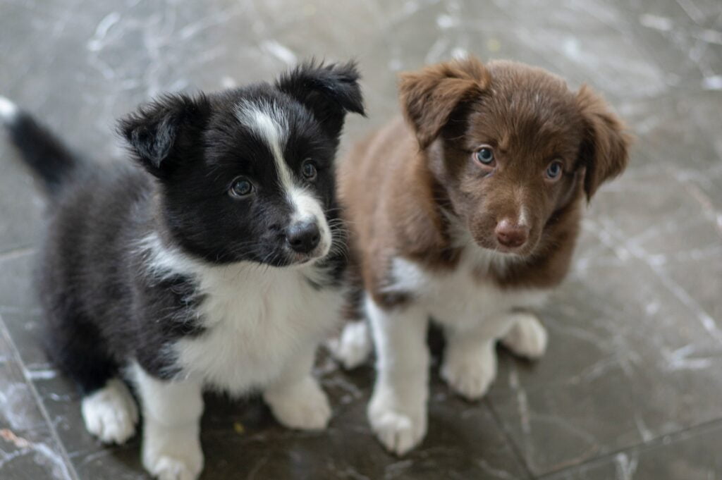 Black and white and brown and white border collie puppies sitting, looking up.