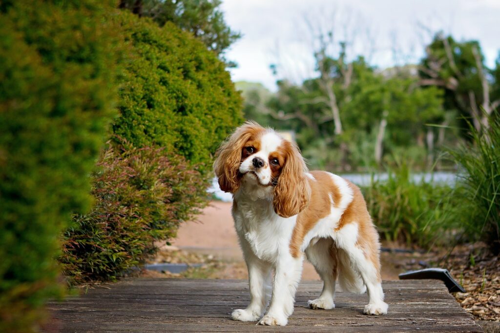 Cavalier Ling Charles Spaniel