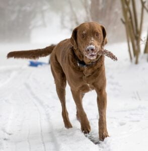 Brown Chesapeake bay retriever carrying a pine cone in snow