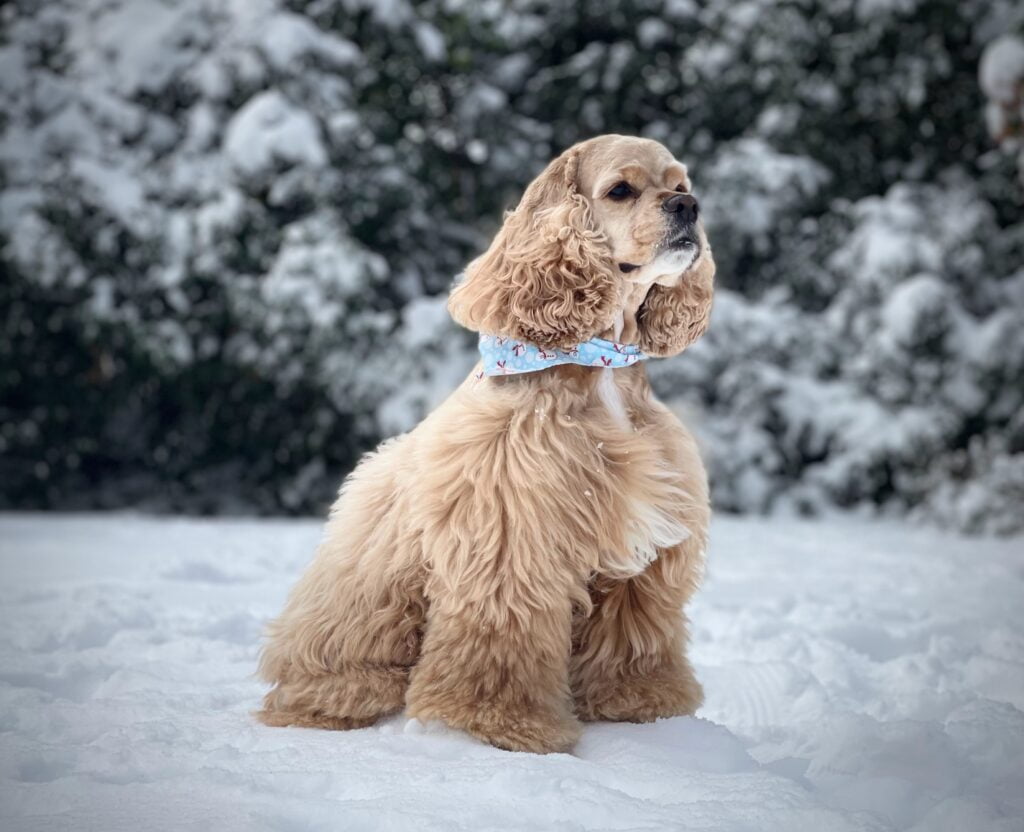 Tan cocker spaniel standing in snowy forest.