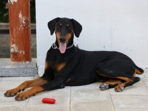 Doberman Pinscher