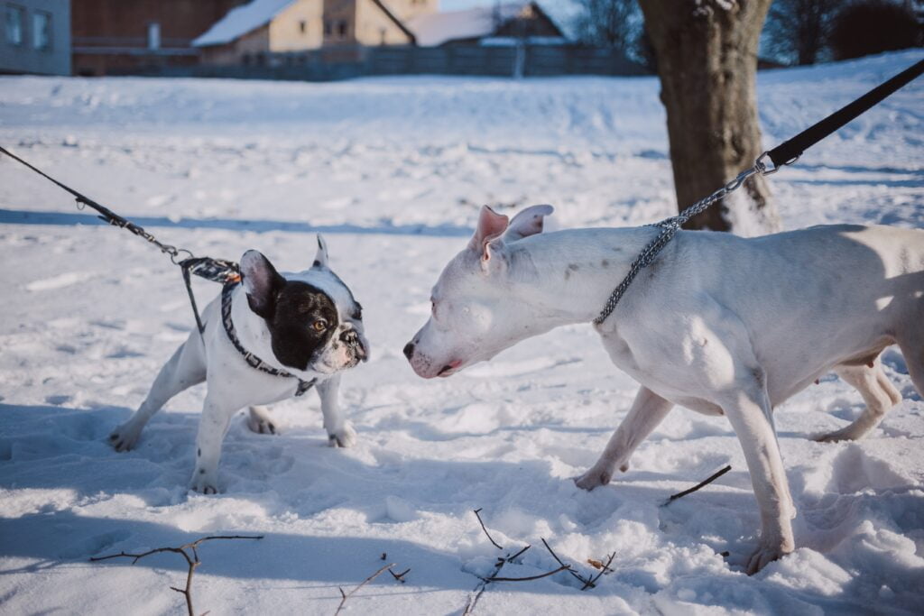 Dog socialization