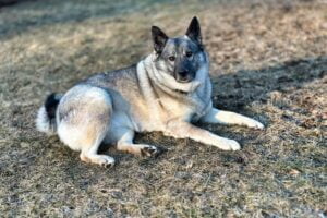 Norwegian Elkhound laying down outside.