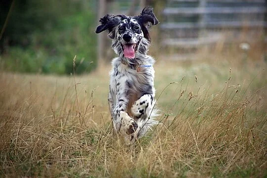 English Setter