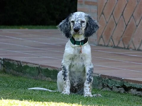 English Setter