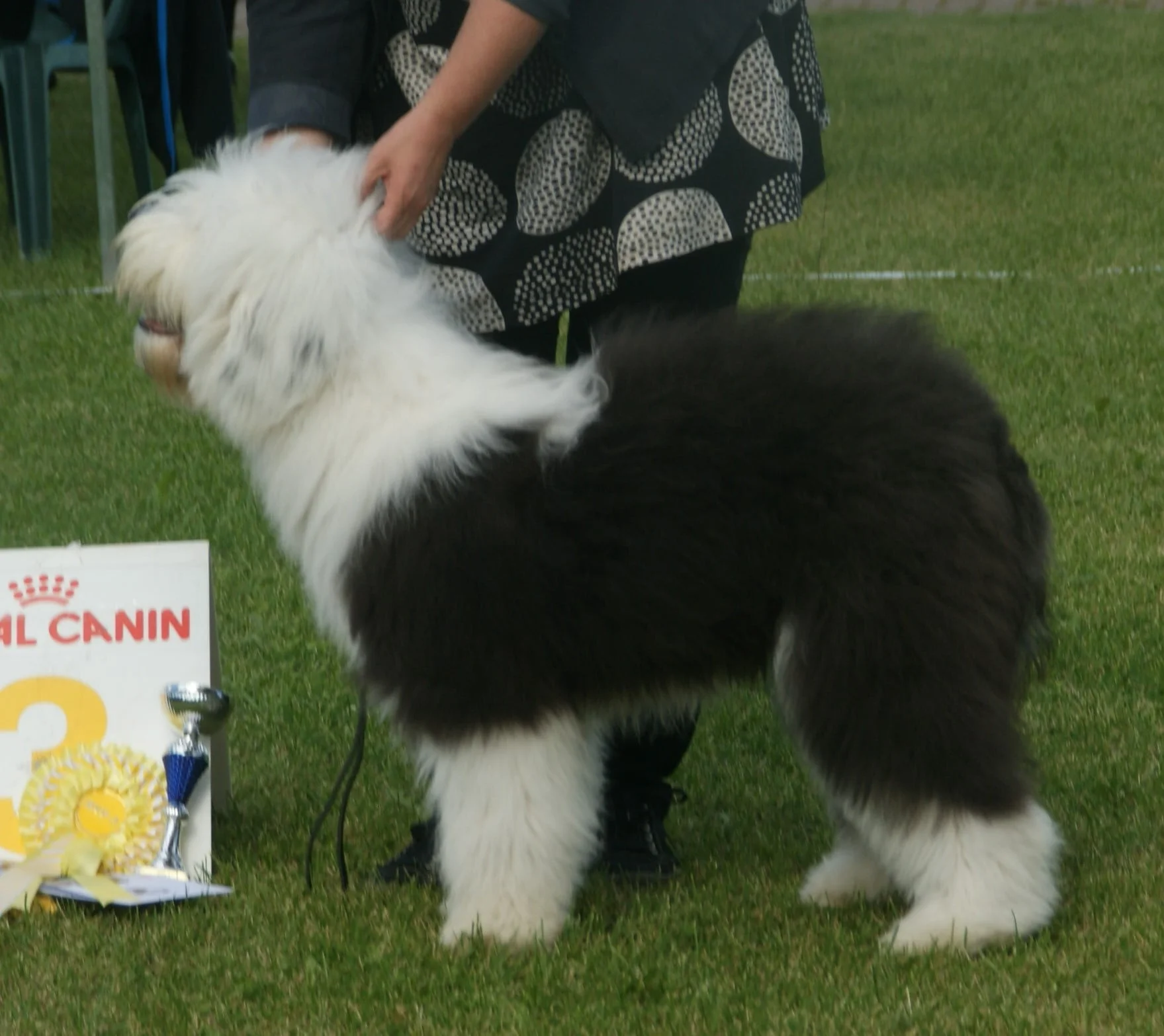 Old English Sheepdog
