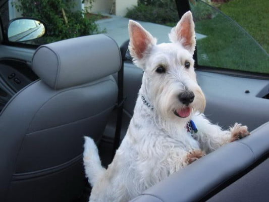 Scottish Terrier